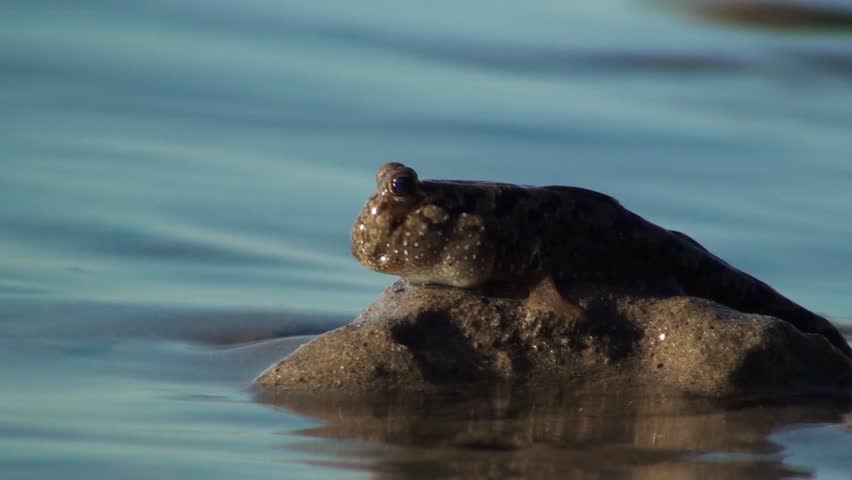 Australian Mudskipper soaking up the sun in the mangrove swamps.