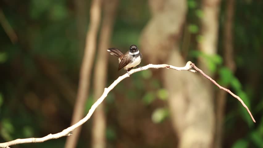 Oriental Magpie Robin (Copsychus saularis) is standing on the tree