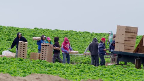 SALINAS VALLEY CALIFORNIA - APRIL 2017: Migrant farm workers picking strawberries by hand and boxing them in a beautiful green field