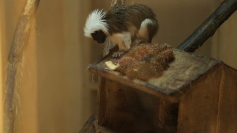 Tamarin oedipus in the zoo behind the glass