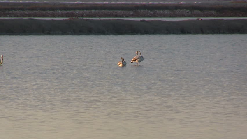 Flock of flamingos at dawn
