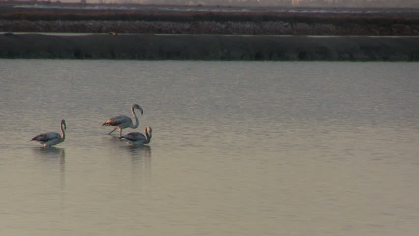 Flock of flamingos at dawn