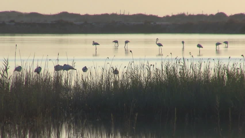 Flock of flamingos at dawn