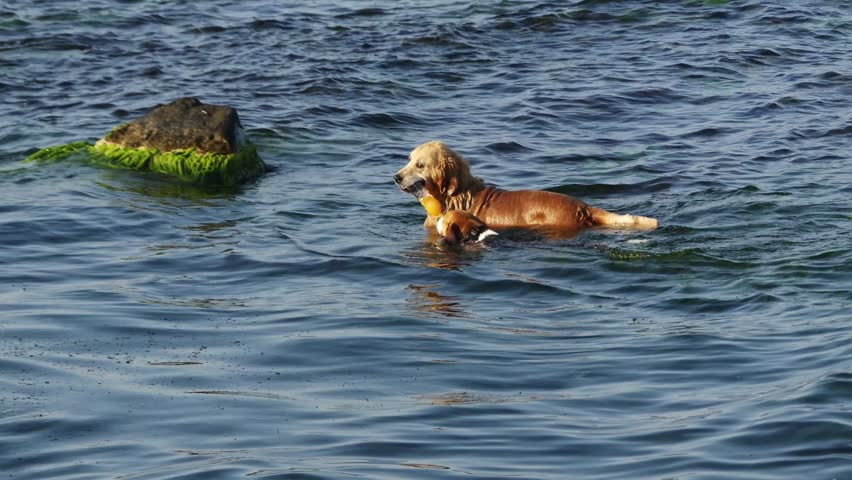 Two dogs compete in swim by sea for bottle.