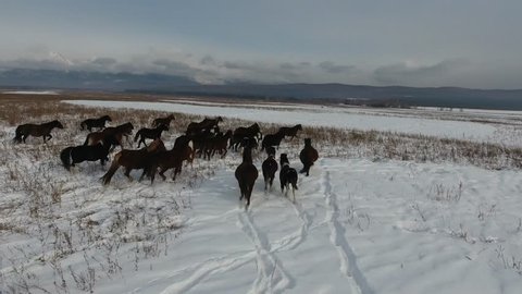 Horser in winter landscape 