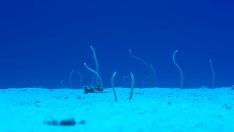 Endemic Hawaiian garden eels living in a sand channel in clear warm tropical water.
