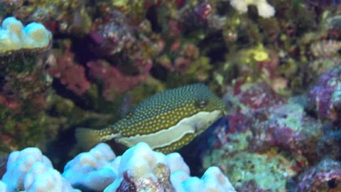 A tropical Hawaiian female Whitley's boxfish swims over a rocky reef.
