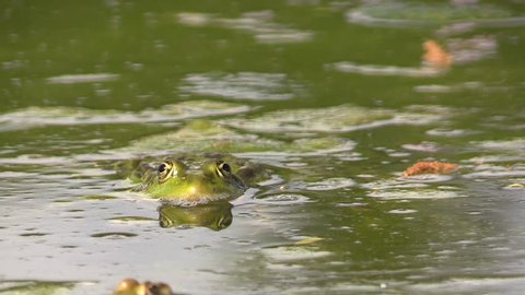 Green Frog Sits In The の動画素材 ロイヤリティフリー Shutterstock