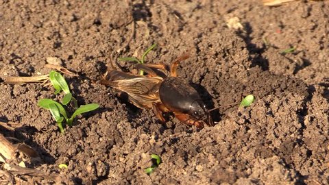 Mole cricket digging a hole in the soil.