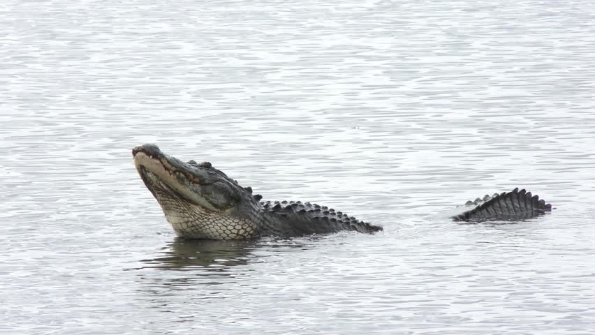 Alligator Mating Call During Breeding Stock Footage Video (100% Royalty ...