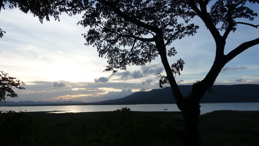 Moving camera in park view nature environment mountain trees forest trunks branches