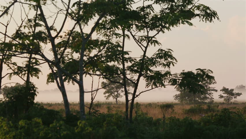 A misty morning in the tropics. Cuba