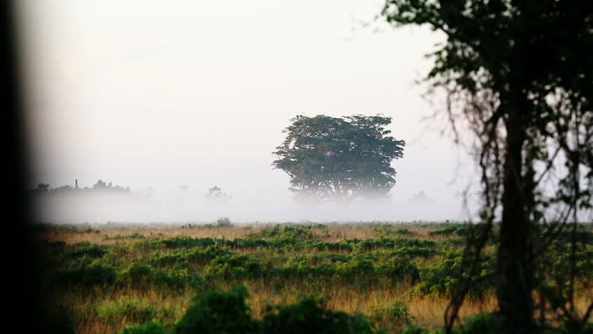 A misty morning in the tropics. Cuba
