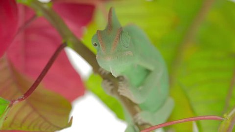 Babe green female chameleon in the red plant on white background (chamaeleonidae)