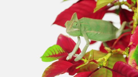 Babe green female chameleon in the red plant on white background (chamaeleonidae)