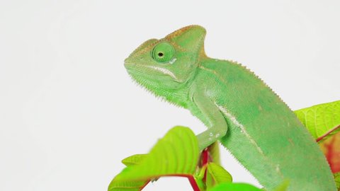 Funny Baby Green Chameleon On Stockvideos Filmmaterial 100 Lizenzfrei Shutterstock