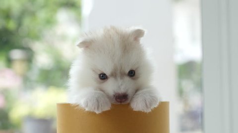 ute siberian husky puppy  playing in a cylinder box 