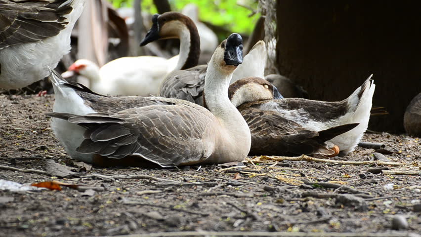Duck and swan are relaxing in countryside open farm