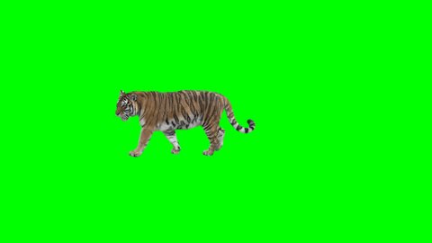 Tiger slowly walking across the frame on green screen, real shot, isolated on chroma key, perfect for digital composition, cinema, 3d mapping