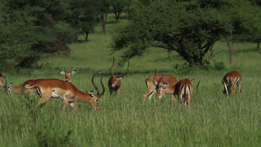 A medium shot of impala walking around grazing and they move there tails. The