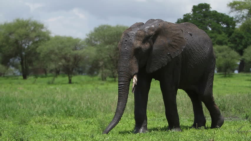 A medium shot of a muddy African elephant walking ,moving/flapping its ears and