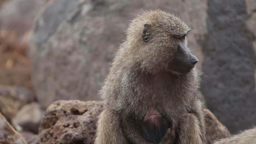 A female baboon with her newborn baby holding him in her arms.
