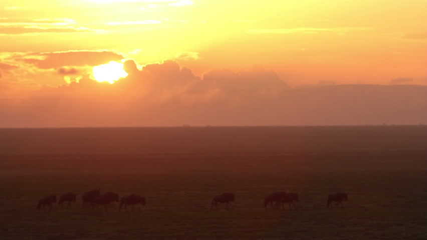 Wildebeest migrating against a spectacular sunrise of pink and gold clouds.