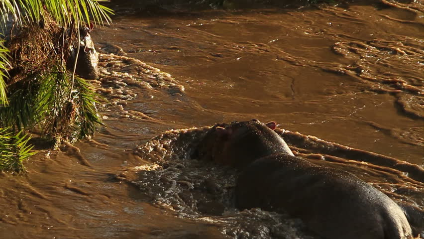 Two hippos in muddy and swirling waters of a river.
