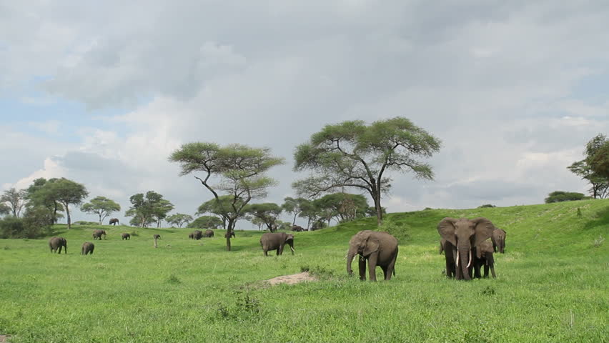 Panoramic shot of Elephant herd on green grassed plains.