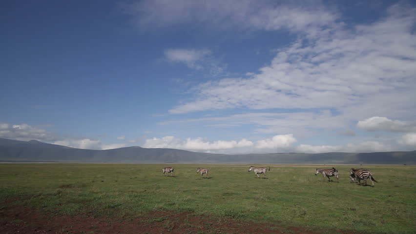 A medium shot of a herd of six zebras walking in a line on green grass,the 