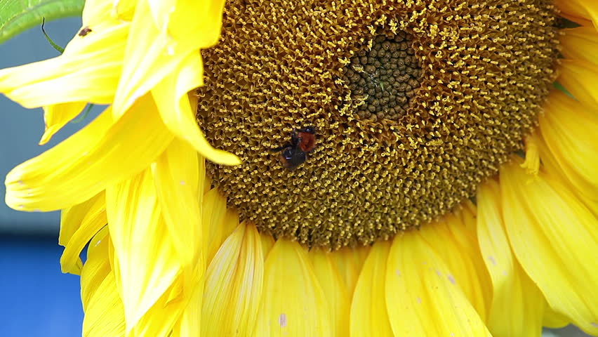 One bamblebee on sunflower yellow surface picking up nectar