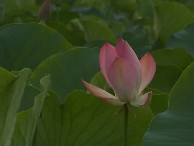 Lotus flowers on Dal lake in Kashmir