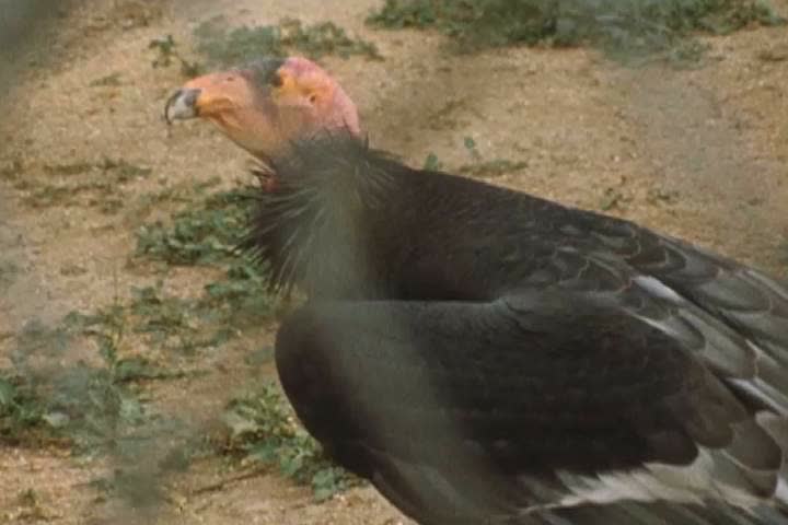 1970s: A California condor pokes around the fence at the floor of its enclosure in the 1970s.