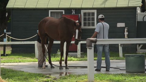 SARATOGA - AUGUST 6: Crews prepare race horses for a day of practice in Saratoga Springs, NY on August 6, 2012. Horses are prepared for upcoming races