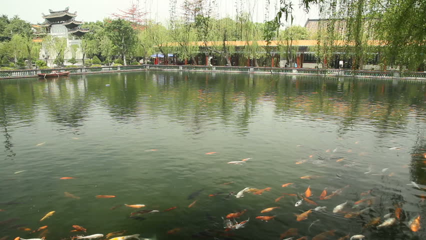 Fish Carp Koi in Chinese Garden Guangzhou(Canton), Guangdong Province, China.