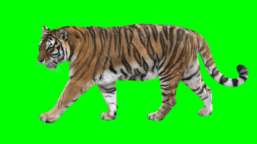 Tiger slowly walking seamlessly looped on green screen, real shot, isolated on chroma key, perfect for digital composition, cinema, 3d mapping Royalty-Free Stock Footage #28036780