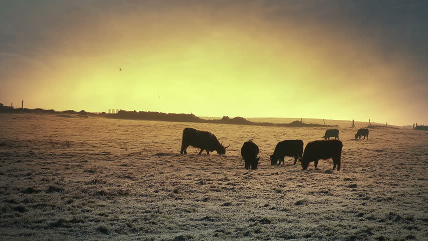 Cows grazing in a field stock footage. Farm animals on a frosty morning grazing
