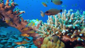 Underwater Scene. Picture of a beautiful underwater coral garden and poison goby fish and glass fish in the tropical reef of the Red Sea, Dahab, Egypt.