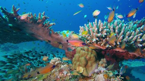 life ocean tropical fish coral reefs Stock Footage Video (100% Royalty ...