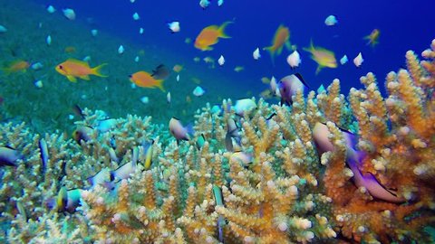 Underwater Sea Coral Reef. Picture of a beautiful underwater colorful fishes and corals in the tropical reef of the Red Sea, Dahab, Egypt.