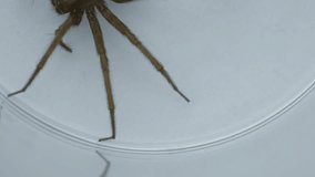 Ungraded: The spider crawling inside the plastic container in the scientific biological laboratory. Source: Lumix DMC, ungraded H.264 from camera without re-encoding. (av39913u)