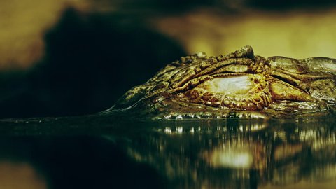 The closed eye of the crocodile caiman alligator (Caiman crocodilus), looking out from under the surface of the water, opens slightly, and then closes again. (av40163c)