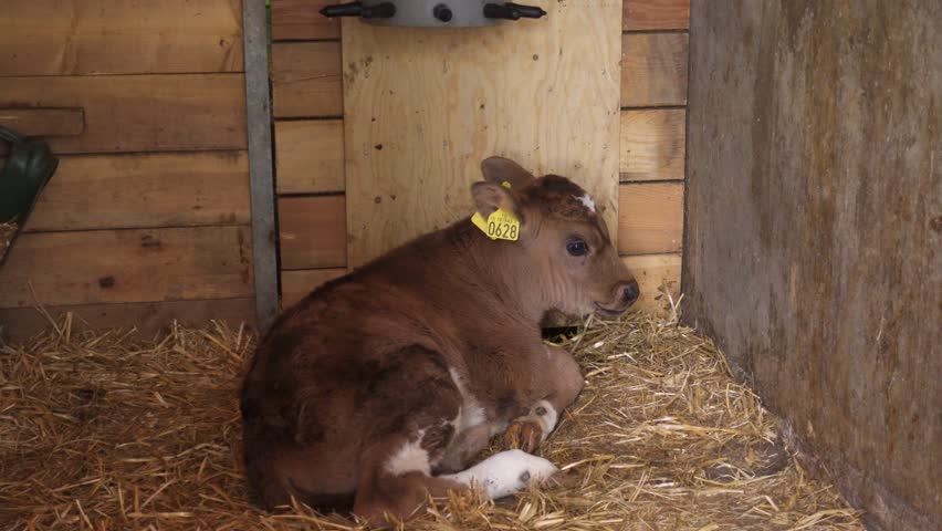Calf lying in a barn