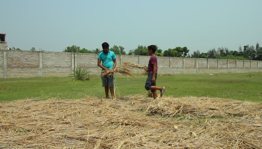 Boys spread straw on a field in a village in Bengal, India  | Shutterstock HD Video #28039396