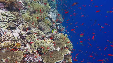 Colorful exotic underwater tropical coral reef with deep blue water. School of color swimming fish. Adventure ocean scuba dive on the reef with aquatic life. Red fish swimming in the blue water.