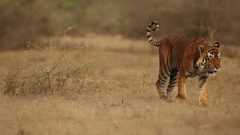 Tiger in the nature habitat. Tiger male walking in the jungle. Wildlife scene with danger animal. Hot summer in Rajasthan, India. Dry trees with beautiful indian tiger, Panthera tigris