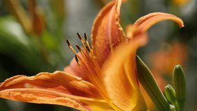 Shallow DOF orange day-lily plant slow-mo 1920X1080 HD footage - Hemerocallis fulva flower slow motion 1080p FullHD video