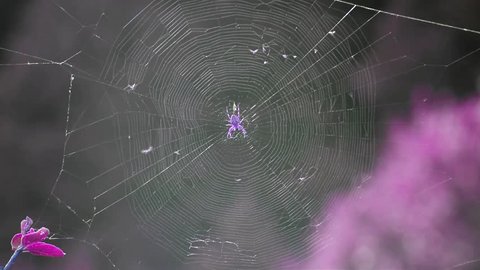Web and Spider