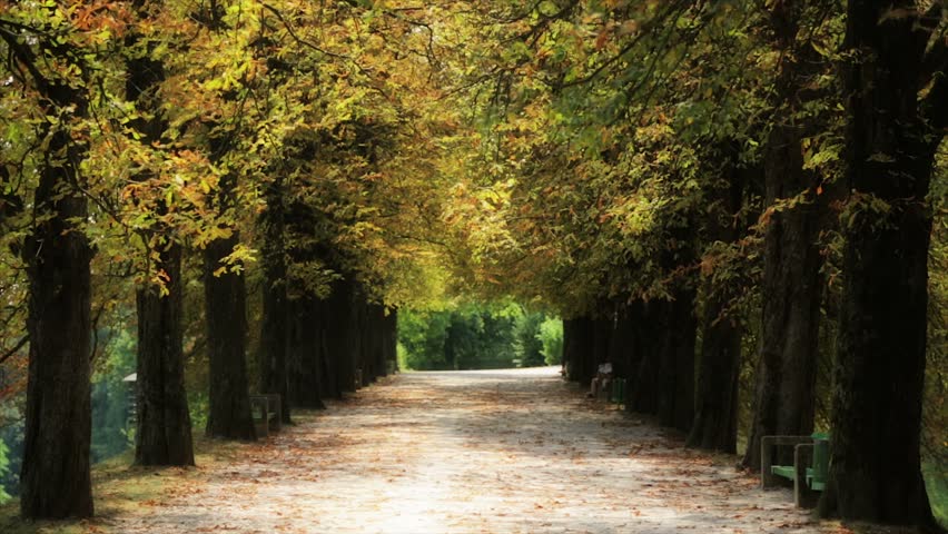 Landscape of autumn season full of trees along the road and the man enjoying the ride on bicycle
