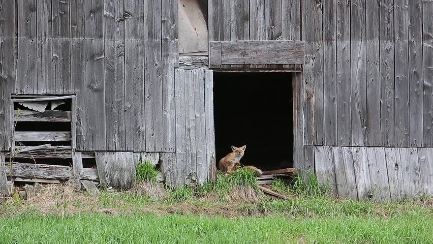 red fox scratching itself